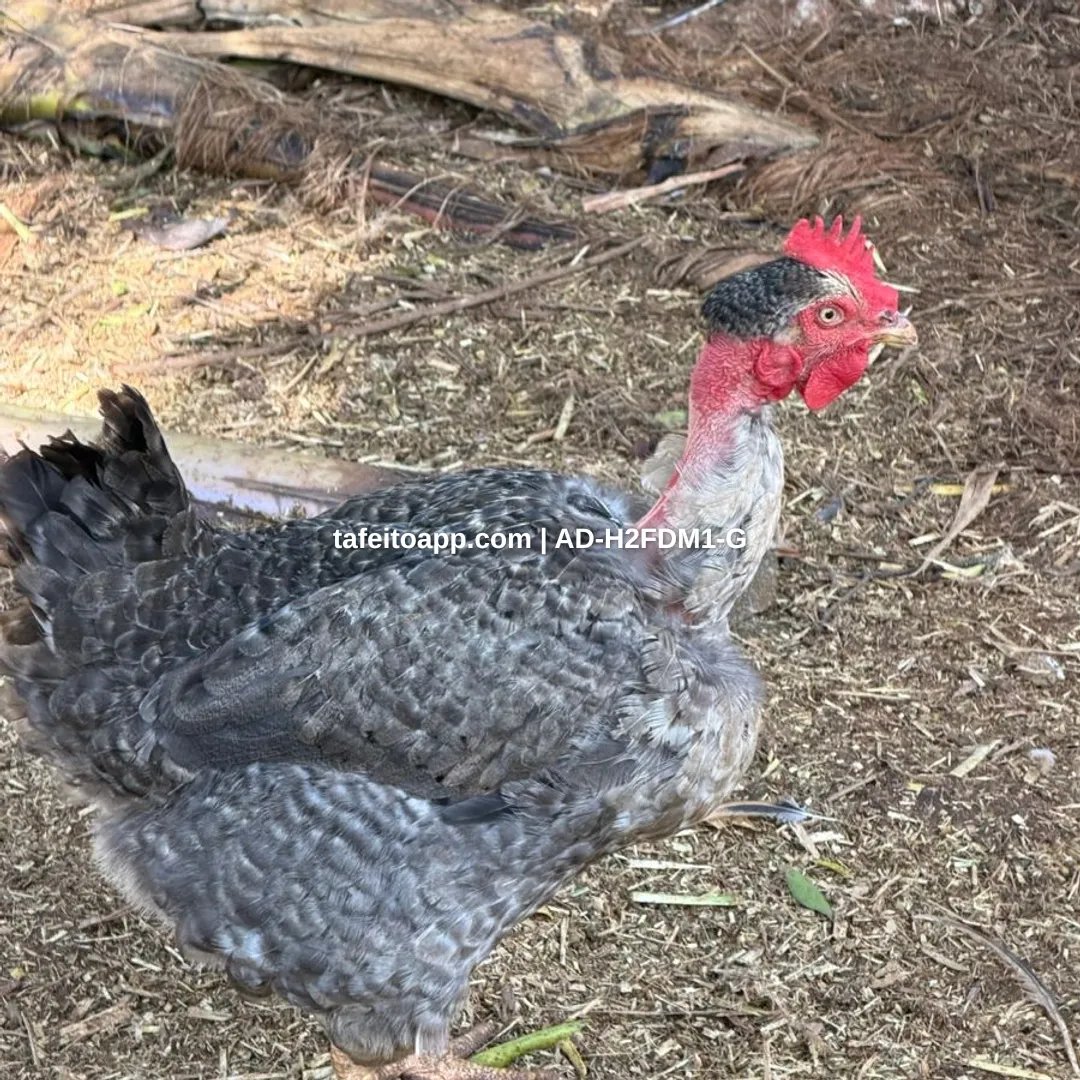 Galinha poedeira caipira - R$ 30,00 | Tá Feito