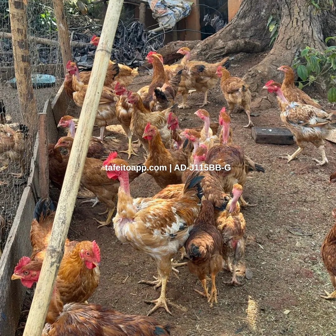 Frango caipira da roça - R$ 30,00 | Tá Feito
